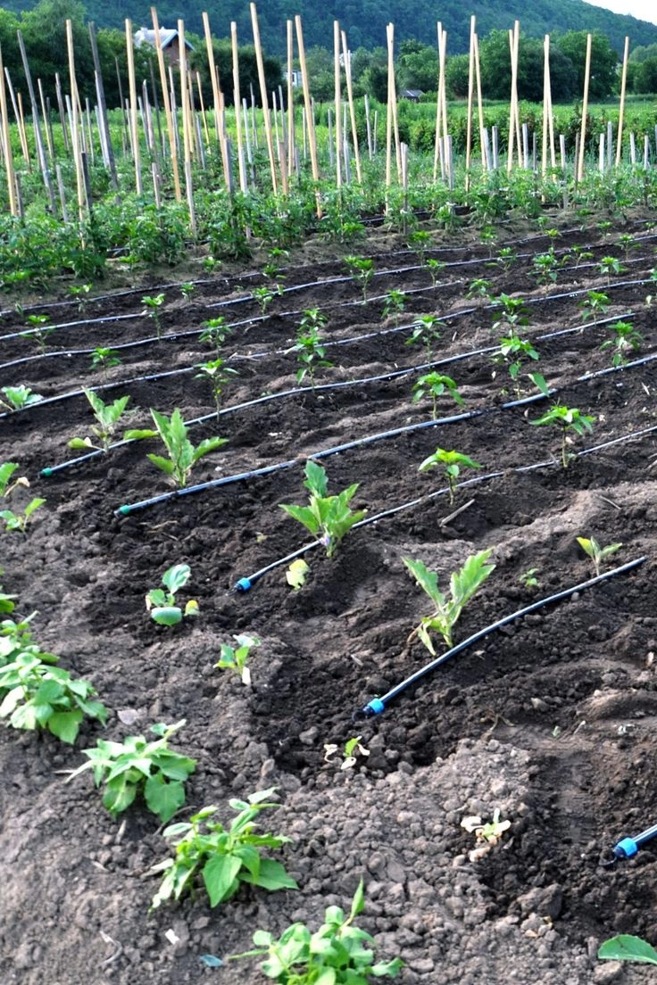Inline Drip System